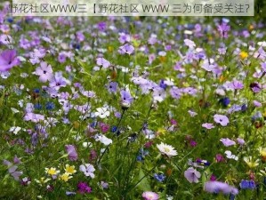 野花社区WWW三【野花社区 WWW 三为何备受关注？】