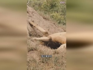 大山里疯狂伦交—在大山深处的私密角落里，一对男女展开了疯狂的伦交