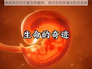 缺氧腐蚀区的元素生物植物：探究生态环境中的生命奇迹