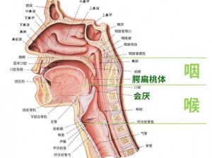 怎么做到整根吞到喉咙【如何做到整根吞到喉咙？】