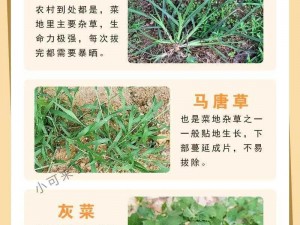 野草年龄认证欢迎您的到来更新时间，让你的身份信息更安全