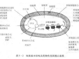 重生之路：深入解析细胞追杀机制与作用机理