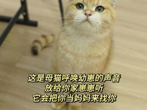 抖音独家揭秘：小奶猫叫声魅力大解密，吸引猫咪的专属声音原视频分享