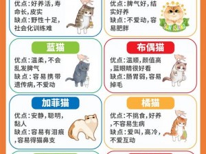 猫咪温馨照顾与汤设施升级顺序指南：打造完美猫咪生活空间