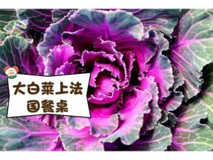 粉色大白菜(法国) 法国培育出粉色大白菜，口感香甜且营养丰富