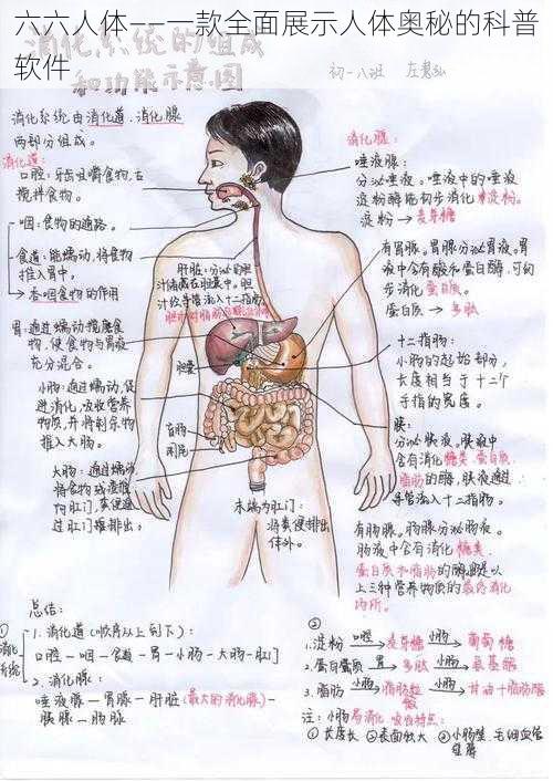 六六人体——一款全面展示人体奥秘的科普软件