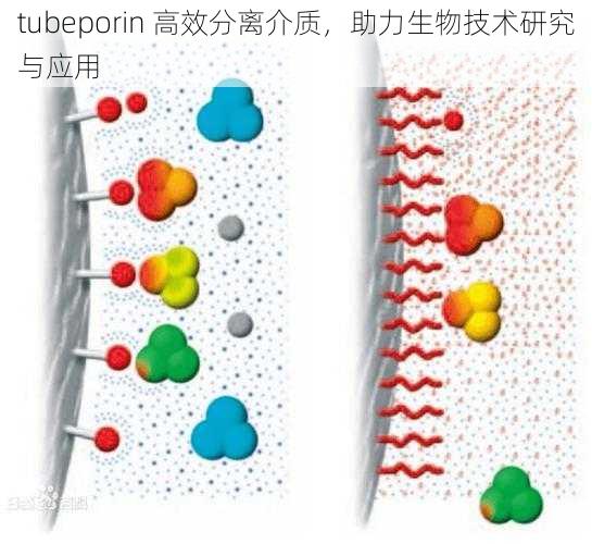 tubeporin 高效分离介质，助力生物技术研究与应用