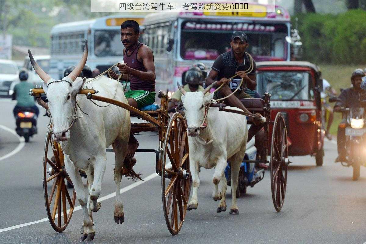 四级台湾驾牛车：考驾照新姿势😜