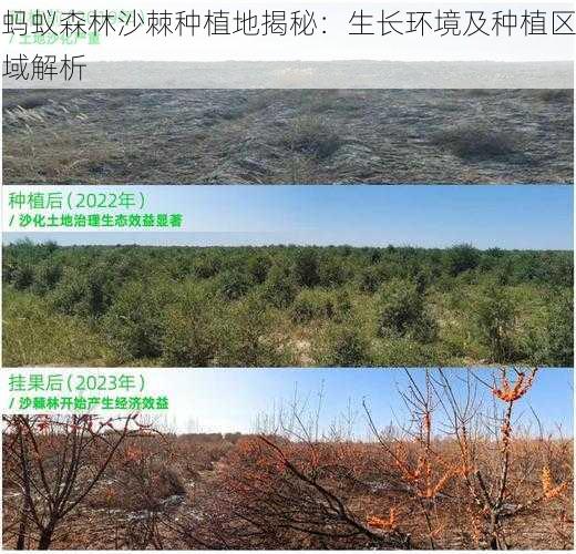 蚂蚁森林沙棘种植地揭秘：生长环境及种植区域解析