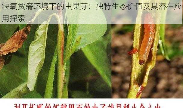 缺氧贫瘠环境下的虫果芽：独特生态价值及其潜在应用探索