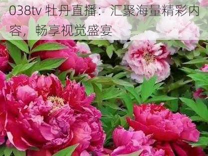 038tv 牡丹直播：汇聚海量精彩内容，畅享视觉盛宴