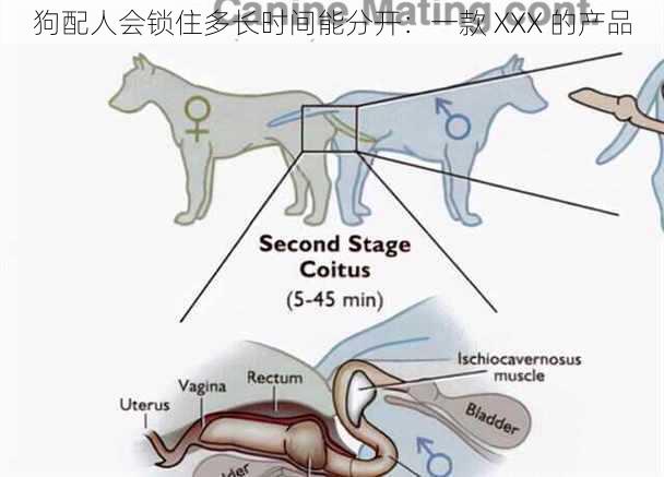 狗配人会锁住多长时间能分开：一款 XXX 的产品