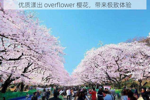 优质漾出 overflower 樱花，带来极致体验