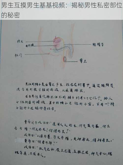 男生互摸男生基基视频：揭秘男性私密部位的秘密