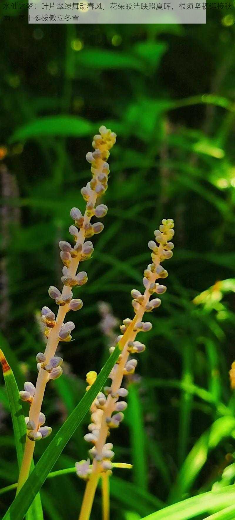 水仙之梦：叶片翠绿舞动春风，花朵皎洁映照夏晖，根须坚韧迎接秋雨，茎干挺拔傲立冬雪