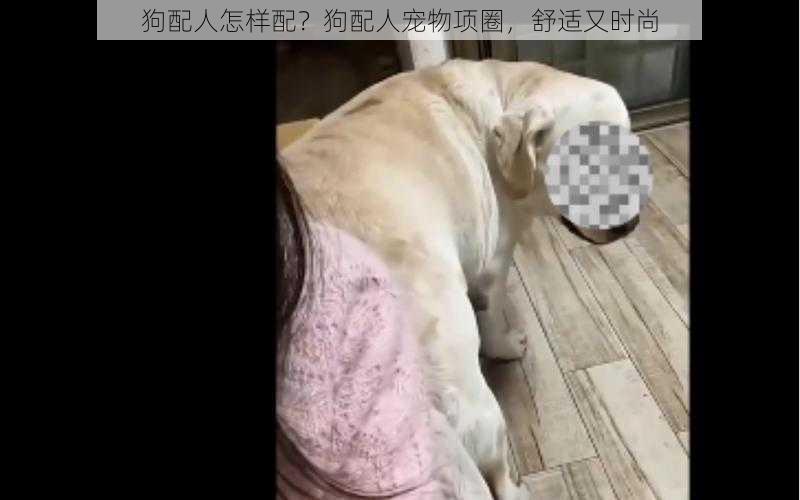 狗配人怎样配？狗配人宠物项圈，舒适又时尚