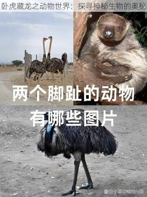 卧虎藏龙之动物世界：探寻神秘生物的奥秘