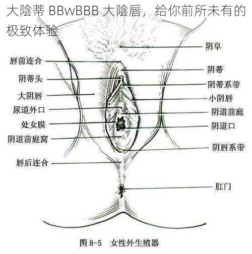 大陰蒂 BBwBBB 大陰唇，给你前所未有的极致体验