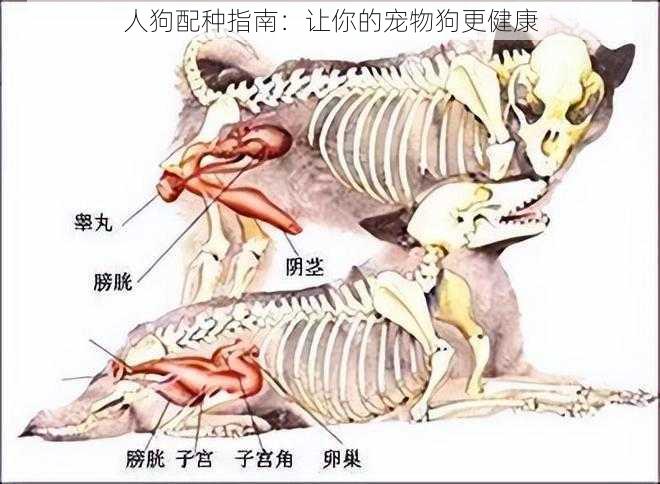 人狗配种指南：让你的宠物狗更健康