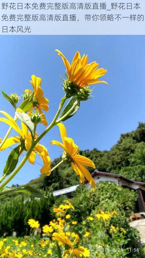 野花日本免费完整版高清版直播_野花日本免费完整版高清版直播，带你领略不一样的日本风光