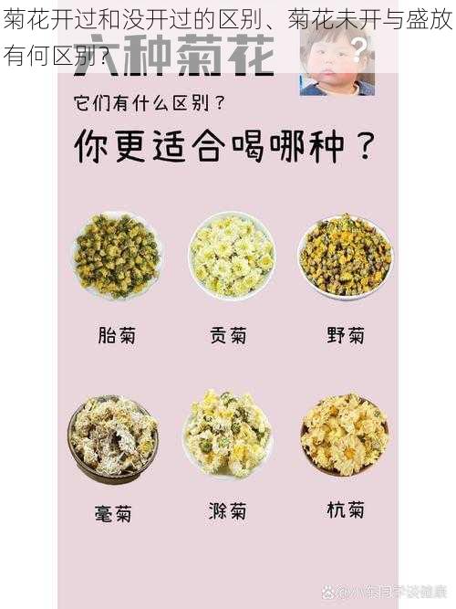 菊花开过和没开过的区别、菊花未开与盛放有何区别？