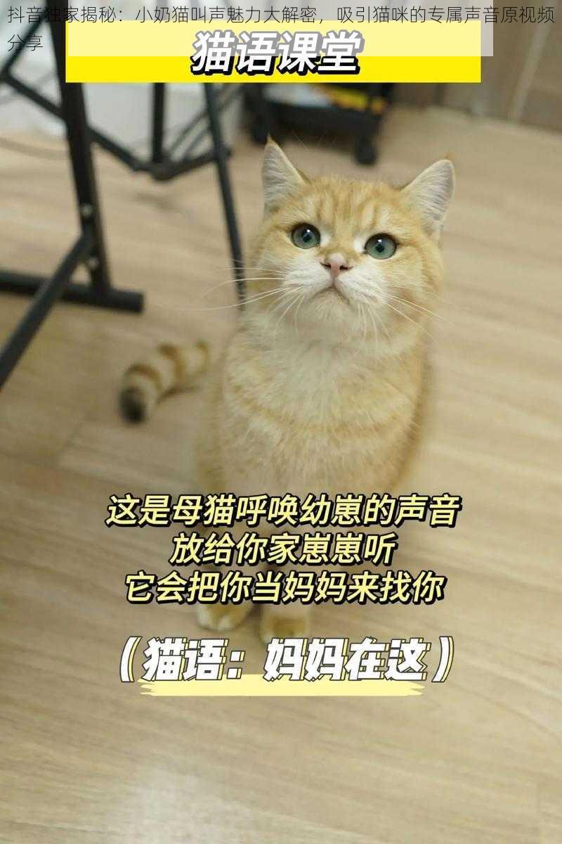 抖音独家揭秘：小奶猫叫声魅力大解密，吸引猫咪的专属声音原视频分享