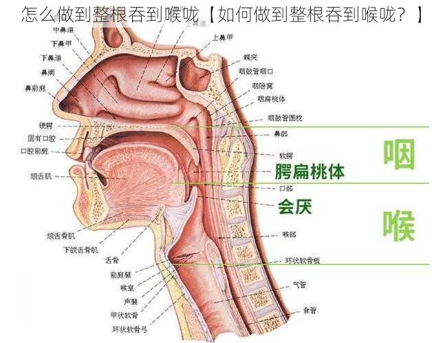 怎么做到整根吞到喉咙【如何做到整根吞到喉咙？】