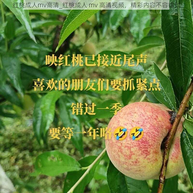 红桃成人mv高清_红桃成人 mv 高清视频，精彩内容不容错过