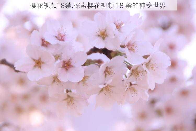 樱花视频18禁,探索樱花视频 18 禁的神秘世界